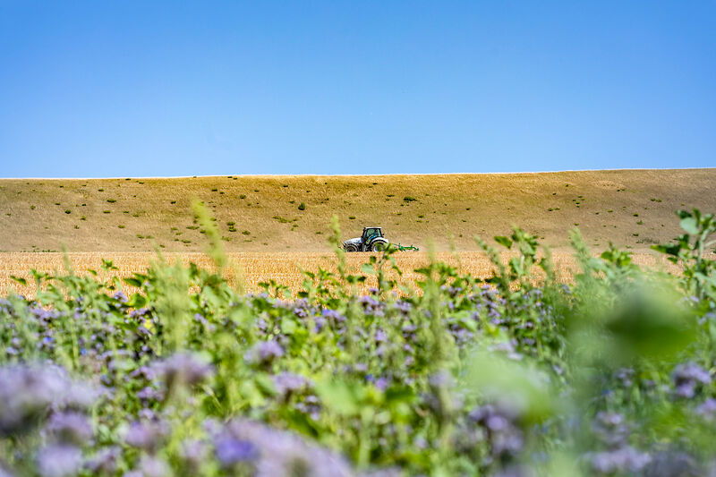 Blühwiese mit Traktor im Hintergrund