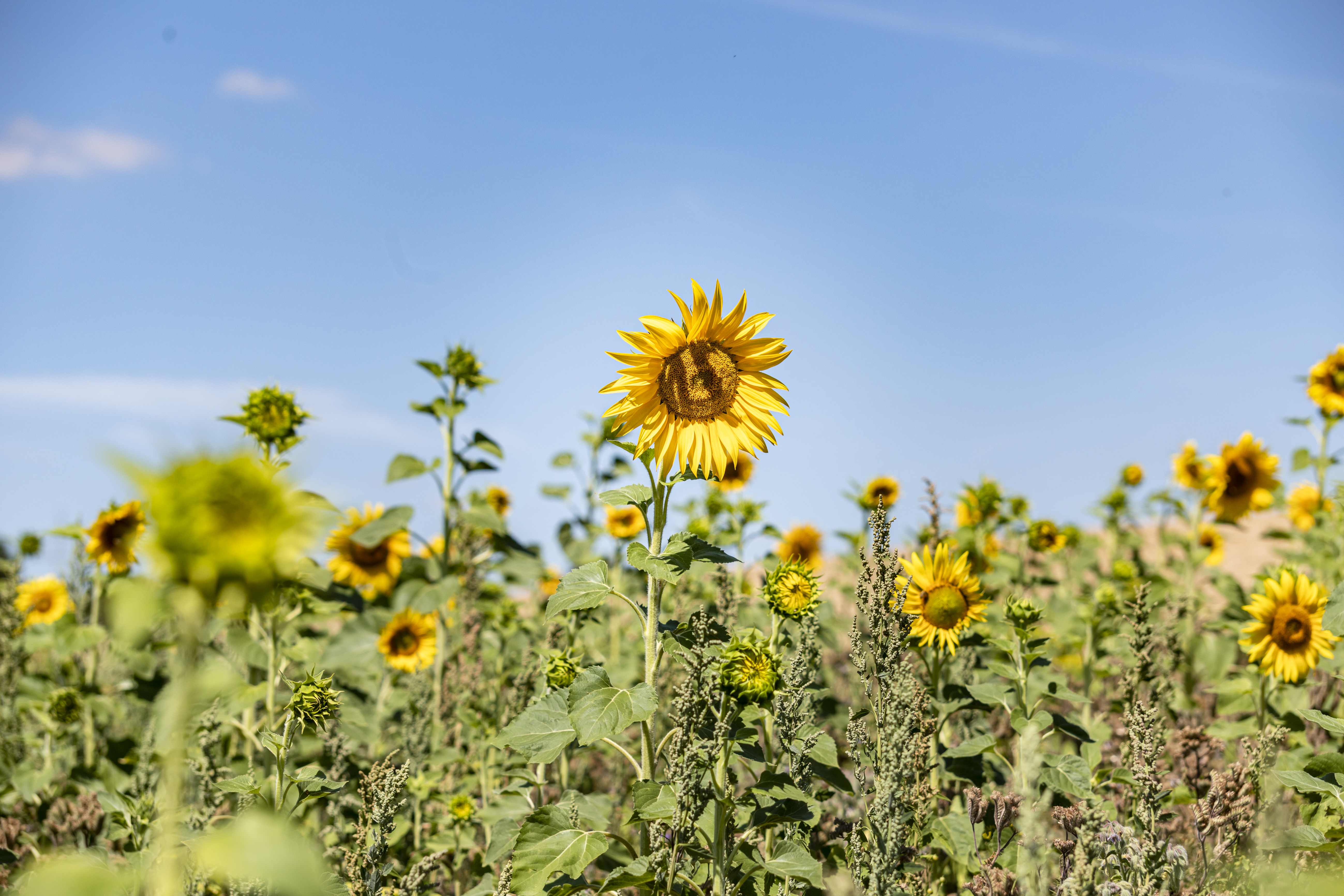 Sonnenblumen auf einem Feld 
