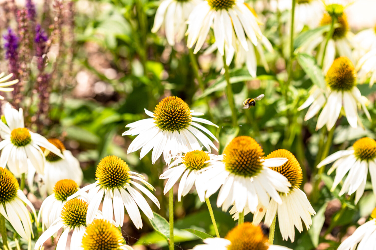 Hummel im Garten des Betriebsgeländes